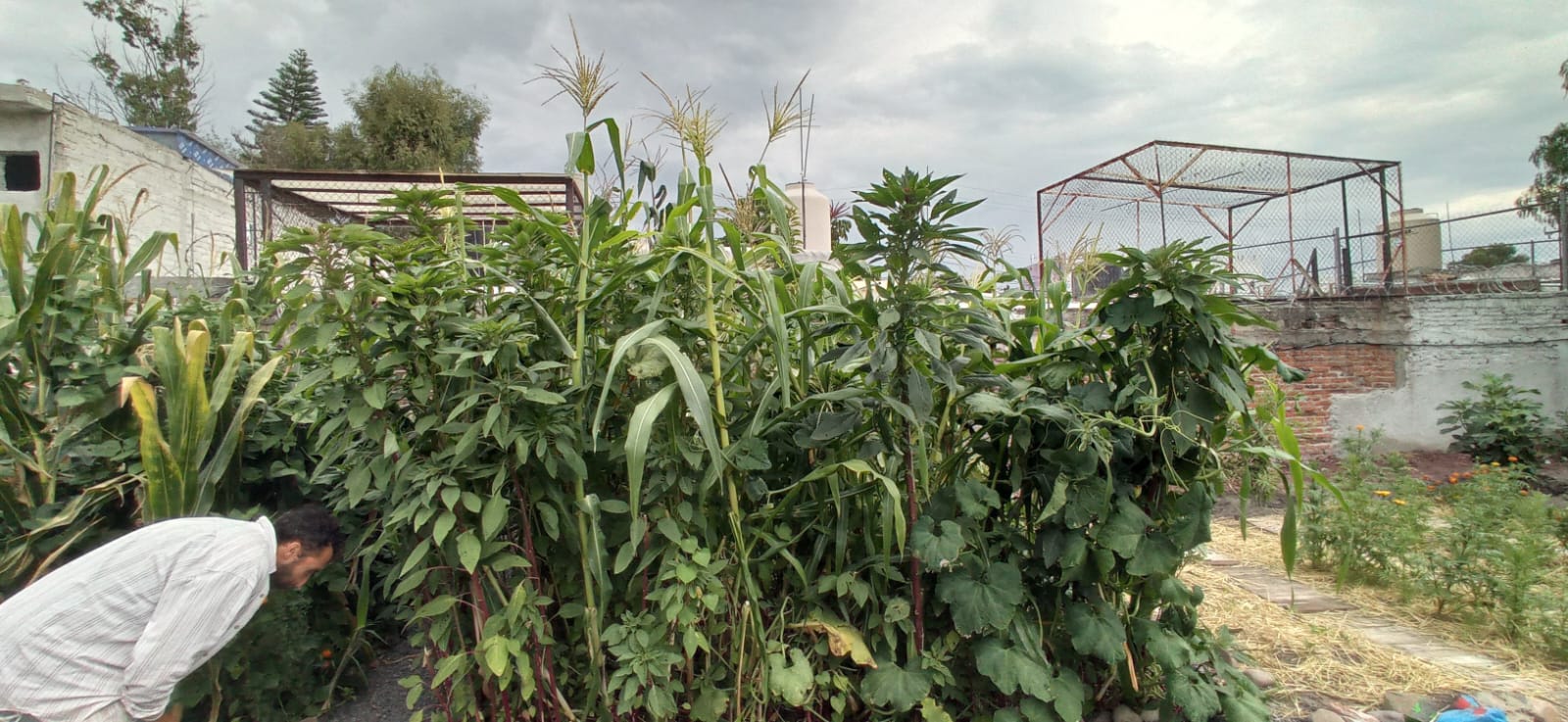 Milpa de amaranto exuberante